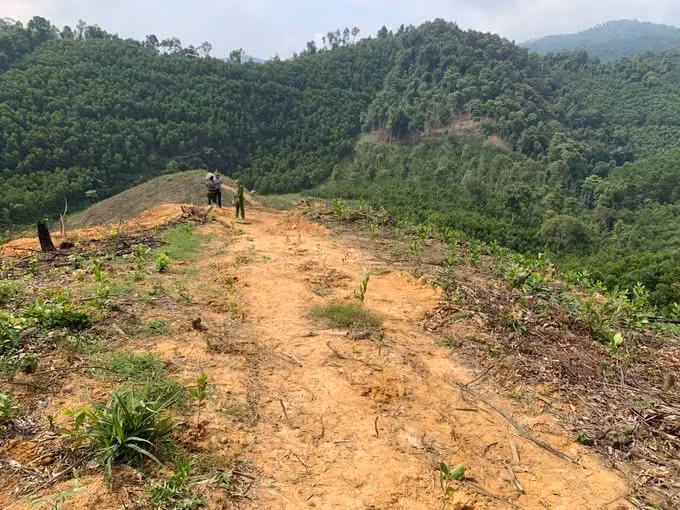 Khởi tố, bắt tạm giam đối tượng phá rừng tự nhiên ở Hà Tĩnh - Hình 2 Khoi to, bat tam giam doi tuong pha rung tu nhien o Ha Tinh-Hinh-2