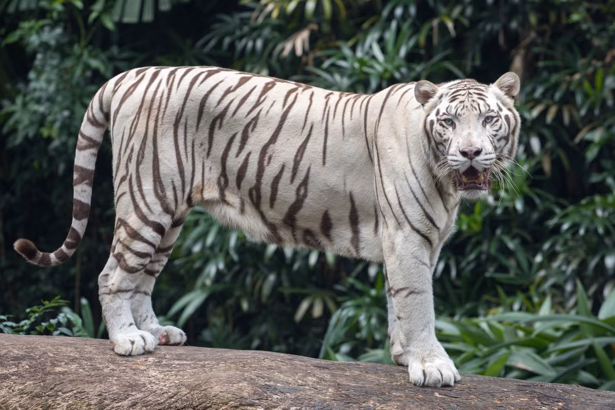 Loài hổ Bengal phân bố chủ yếu ở tiểu lục địa Ấn Độ (Bangladesh, Nepal và Bhutan) và một số nước châu Á.
