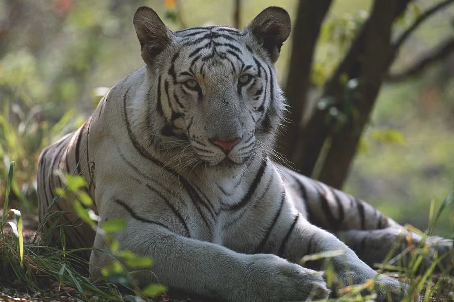 Giống như nhiều loài hổ khác, số lượng cá thể hổ Bengal đang suy giảm, chủ yếu là do nạn săn bắt bất hợp pháp, sự thay đổi môi trường sống.