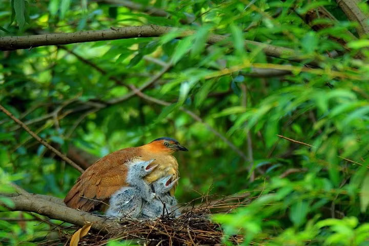 Trong các loài thú ở Vườn quốc gia Cúc Phương, nhiều loài đã được xếp vào loại quý hiếm có thể kể đến như: báo gấm, báo lửa, gấu ngựa, … và nhiều loài đặc hữu như: sóc bụng đỏ, các loài linh trưởng như khỉ mặt đỏ, khỉ vàng, vượn. Ảnh: Tripadvisor.