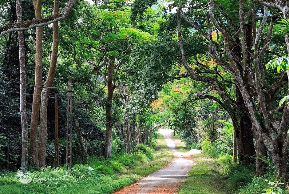  Vườn quốc gia Cúc Phương cách thủ đô Hà Nội 120 km về phía nam, nằm trong lòng dãy núi Tam Điệp. Đây là vườn quốc gia đầu tiên tại Việt Nam. Ảnh: Tripadvisor.