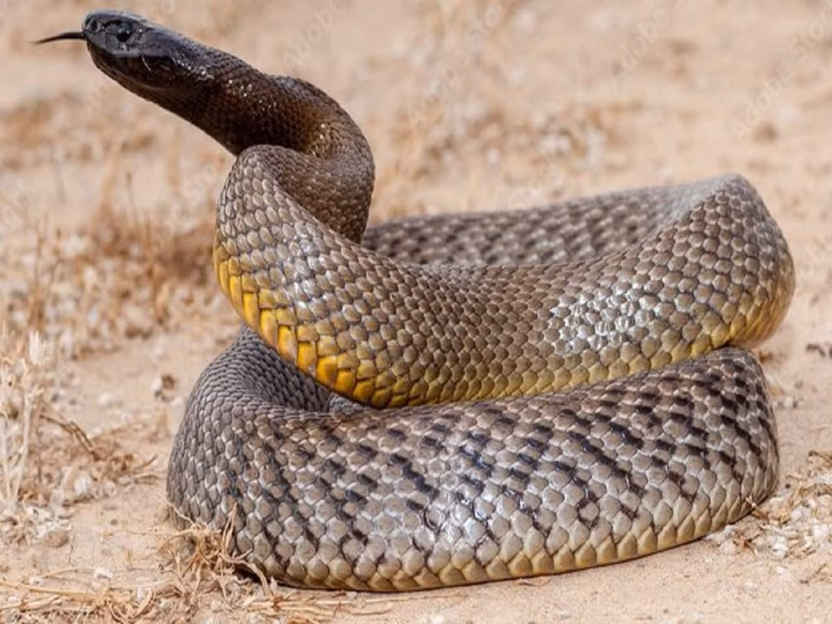 Taipan nội địa phân bố chủ yếu ở những khu vực nội địa tại Australia như: bang Queensland, Nam Úc, New South Wales và Bắc Territory.