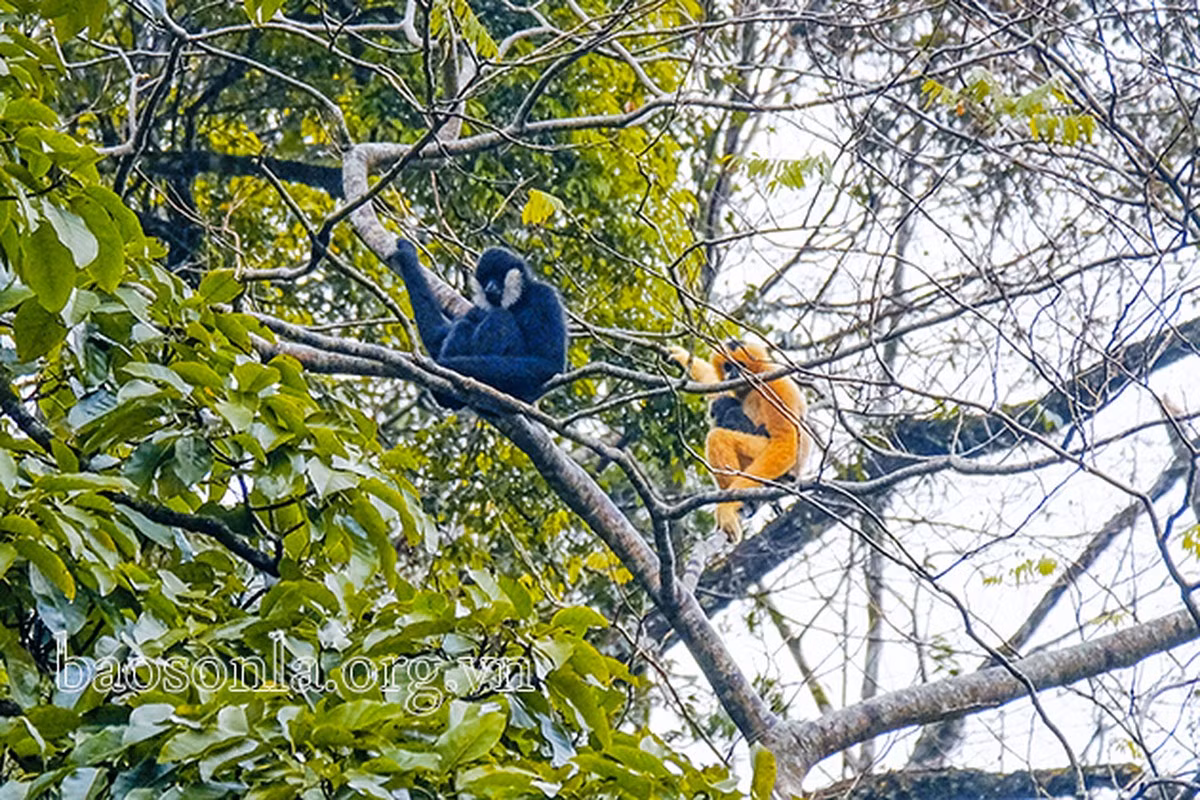 Thức ăn chủ yếu của vượn đen má trắng là quả và lá non. Chúng thường ăn lá, quả từ cây dẻ, sấu, dâu da xoan, cây ba gạc... Ảnh: Báo Sơn La.