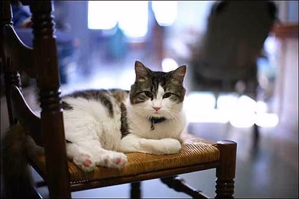 Oscar là một trong 6 chú mèo con được nhận nuôi tại trung tâm Steere House vào năm 2005. Trung tâm có 41 giường điều trị dành cho những người mắc bệnh Alzheimer giai đoạn cuối, bệnh Parkinson và các bệnh khác.