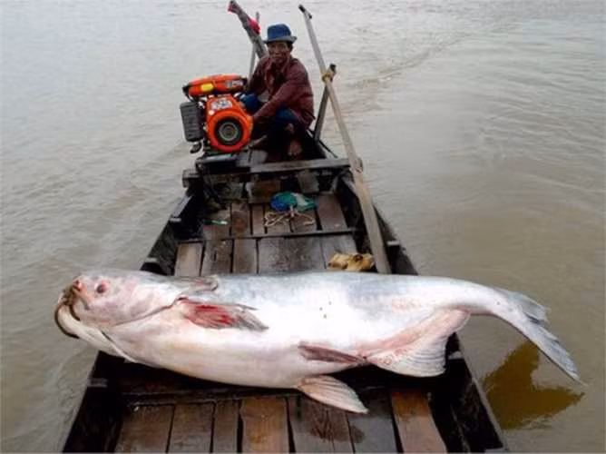 Vào năm 2012, một ngư dân ở An Giang đã bắt được "thủy quái" cá tra dầu nặng 72 kg ở sông Hậu.