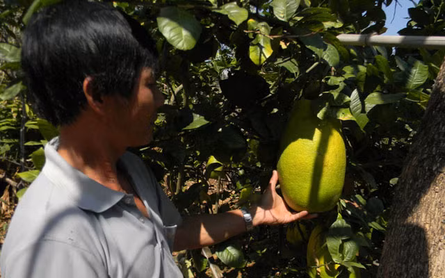 Đà Lạt có một số hộ dân trồng được giống chanh cho quả khổng lồ. Trọng lượng mỗi quả chanh trung bình khoảng 3 kg. Trong đó, một vài quả tranh nặng tới 7 kg. Mỗi cây chanh đơm hoa, kết trái trung bình 30 quả. Trong ảnh là cây chanh cho trái khổng lồ của bà Trần Thị Liên trên đường Xô Viết Nghệ Tĩnh, Đà Lạt. Ảnh: Dân Việt.