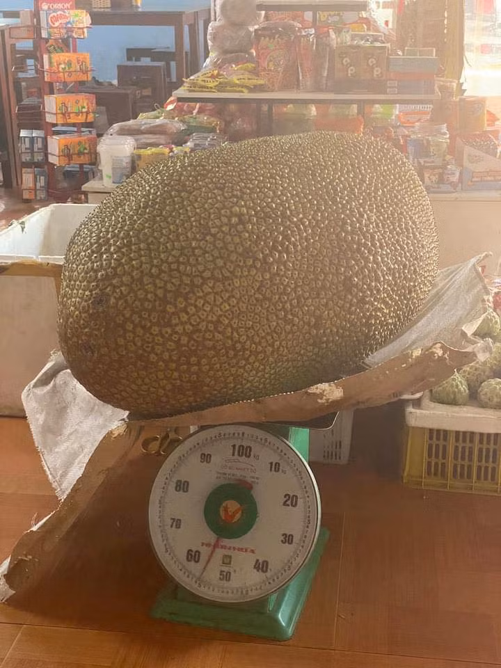 Cư dân mạng không khỏi bất ngờ khi nhìn thấy quả mít "khổng lồ" nặng 56 kg ở thị trấn Chi Lăng, tỉnh Lạng Sơn. Ảnh: BEAT LẠNG SƠN.