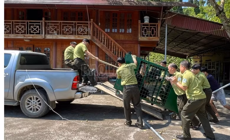 Gia đình ông Bùi Đắc Quang làm đơn hiến tặng cá thể gấu ngựa cho Trung tâm Cứu hộ, Bảo tồn và Phát triển sinh vật Hoàng Liên để nó được chăm sóc khoa học, phục hồi các tập tính tự nhiên của loài, tạo cho gấu cuộc sống gần gũi với thiên nhiên.