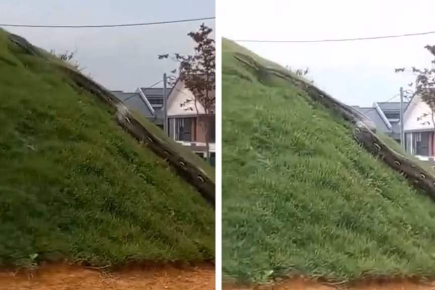 Gần đây, một đoạn video ghi lại cảnh một con trăn khổng lồ to hơn cả cột điện, chiều dài gần bằng một ngôi nhà đang di chuyển trong khu dân cư tại Malaysia thu hút được đông đảo sự quan tâm chú ý. Vì kích thước của con trăn quá lớn, rất nhiều người dân hoảng sợ và chính quyền địa phương phải can thiệp ngay lập tức.