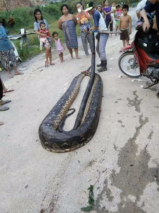 Theo ghi nhận, con trăn khổng lồ dài hơn 5 mét, nặng tới 100kg. Với kích thước to lớn như vậy, con trăn có thể dễ dàng nuốt chửng bất cứ con mồi nào, dù đó là con người.