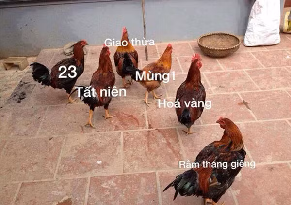 Về nhà ăn Tết thôi, đàn gà đang chờ....