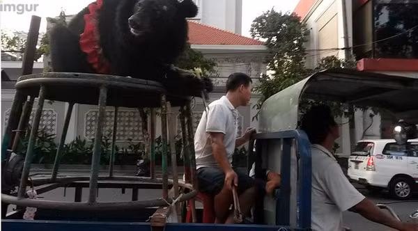 Gấu xuống phố.