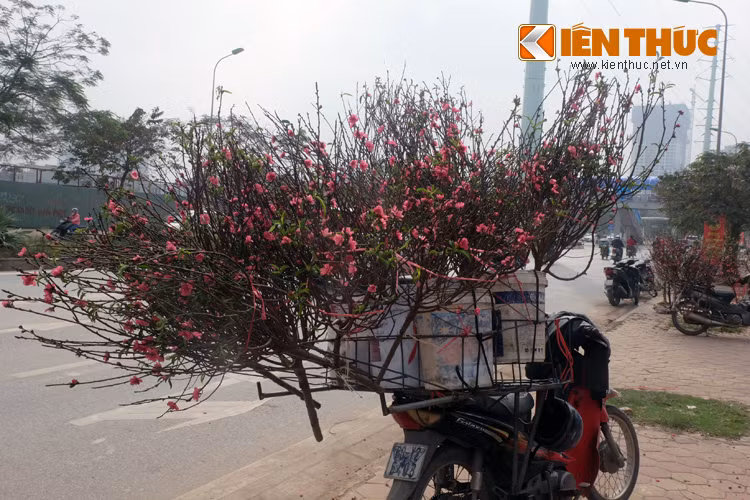 Những cành hoa đào Tết nhỏ nhắn vốn được ưa chuộng vì phù hợp với không gian chật hẹp của nhà đô thị.