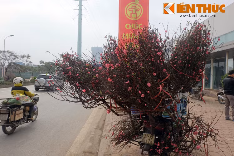 Hoa được lấy từ các vườn La Cả, Nhật Tân... bó lại cẩn thận để tán tròn, khi vận chuyển hoa và nụ không gãy rụng.