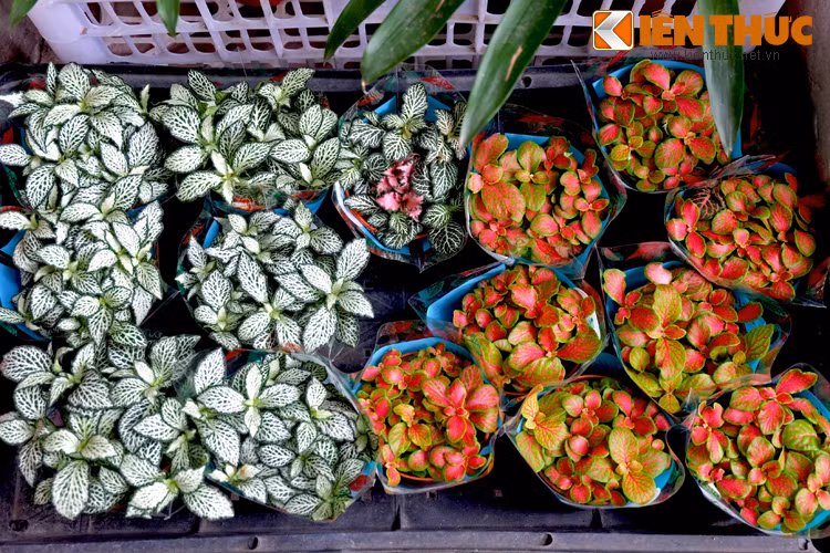Những chậu cây mini thích hợp làm quà tặng may mắn đầu năm.