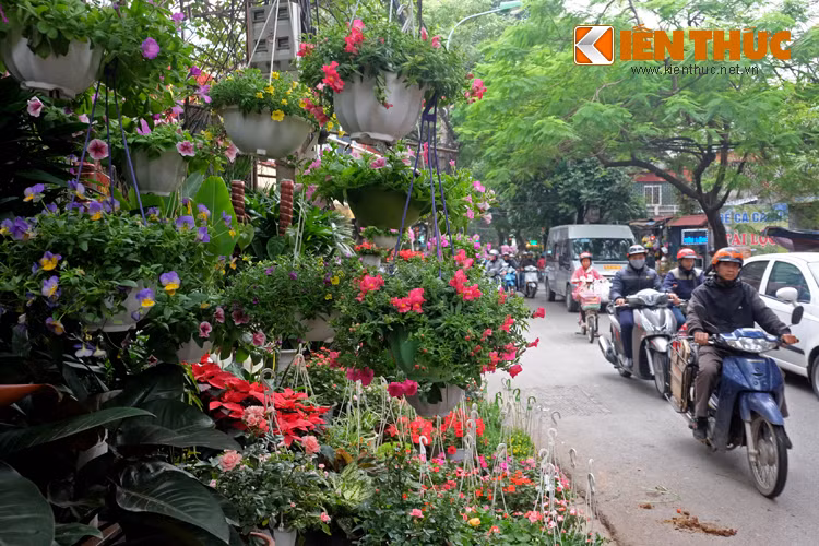 Ảnh: Sắc hoa rực rỡ tại phố hoa nổi tiếng nhất Hà Thành - Hình 2 Anh: Sac hoa ruc ro tai pho hoa noi tieng nhat Ha Thanh-Hinh-2