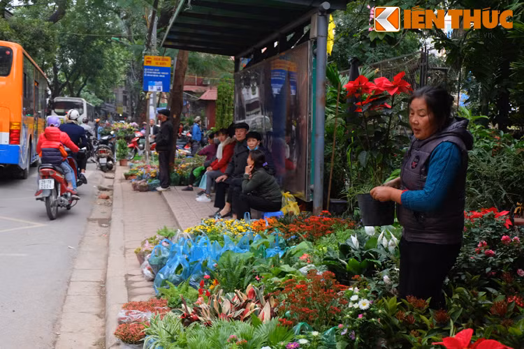 Những người chờ xe bus cũng tranh thủ ngắm hoa Tết.