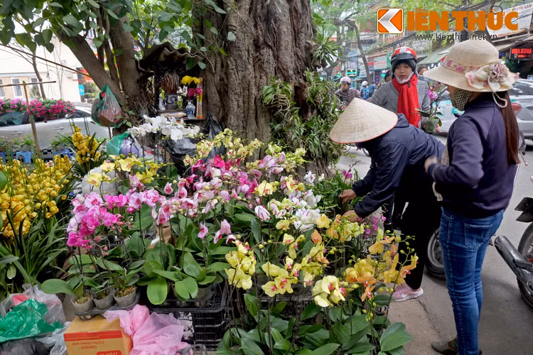 Ảnh: Sắc hoa rực rỡ tại phố hoa nổi tiếng nhất Hà Thành Anh: Sac hoa ruc ro tai pho hoa noi tieng nhat Ha Thanh
