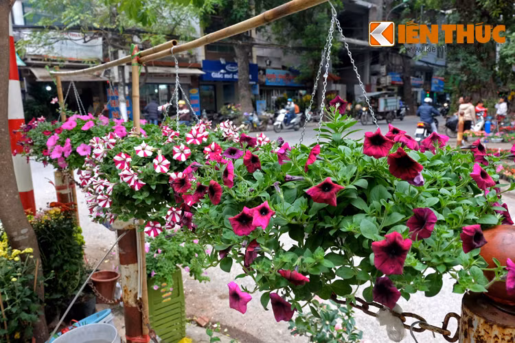 Muôn hoa khoe sắc đổ về đây khiến chợ hoa nổi tiếng nhất nhì Hà Nội trở nên tấp nập hơn, sôi động hơn.