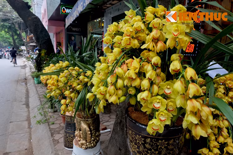 Đủ các loại hoa lan, cúc, hồng, đào... đều bung nở rực rỡ.