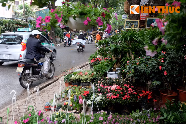 Bất cứ ai đi qua phố Hoàng Hoa Thám cũng đều bị thu hút bởi muôn loại hoa đẹp mắt.