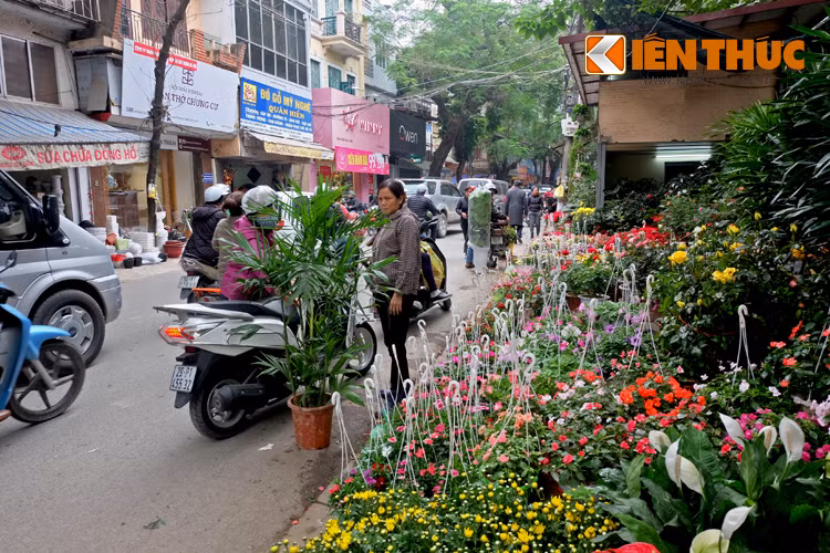 Nhiều người thậm chí dừng lại ngay lòng đường để chọn mua hoa, cây cảnh Tết tại đây khiến cho phố Hoàng Hoa Thám thường xuyên bị ùn tắc.