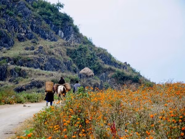 Những bông hoa chẳng khi nào thôi rạng rỡ, kể cả lúc đã tàn, hoa vẫn giữ nguyên sắc cam không hề phai nhạt. Ven những con đường ngoằn nghèo, khúc khuỷu, từng vạt hoa nghiêng mình giữa đất trời như sưởi ấm cả núi rừng, xua tan những cơn gió se lạnh.Ảnh: chudus.com.