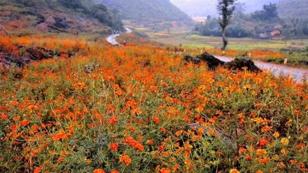 Khác với vẻ đẹp mỏng manh của những chùm hoa tam giác mạch li ti được gieo trồng trên nương rẫy, hoa cúc cam cứ mọc tự nhiên, chẳng nề hà chen mình trên những phiến đá tai mèo sắc nhọn. Ảnh: kenhdulich.org.