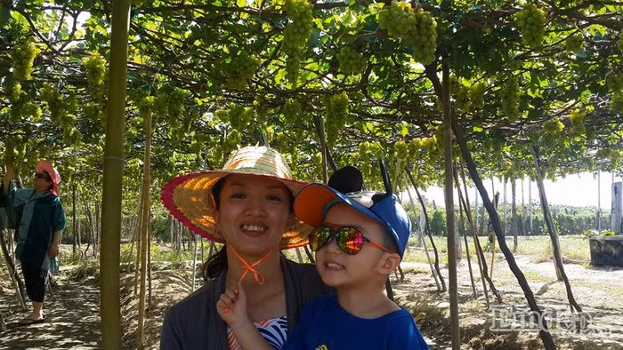 Để đáp ứng nhu cầu của du khách, thời gian gần đây nhiều vườn nho ở Ninh Thuận đã có thêm dịch vụ homestay, bạn nên liên hệ trước với chủ vườn để đặt lịch hẹn. Trưa hè oi ả, nắng gió của xứ Phan Rang, trải nghiệm thú vị khi vừa được thưởng thức bữa trưa ngay giữa vườn nho vừa nhâm nhi ly rượu nho thơm nồng và tiện tay hái những chùm nho tươi rói trên cành để ăn tráng miệng chắc chắn sẽ thú vị, đáng nhớ lắm trong chuyến hành trình.