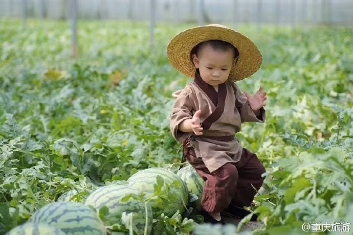 Anh nông dân họ Zhang đã đăng những bức ảnh này của con trai lên Weibo, với mong muốn nhiều khách hàng biết đến ruộng dưa của gia đình mình hơn.