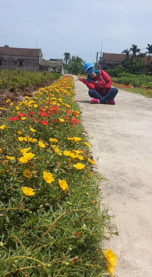 Phượt thủ ở khắp các tỉnh thành trên cả nước bắt đầu tìm đến những con đường hoa thơ mộng nơi đây để chiêm ngưỡng tận mắt vẻ đẹp của chúng. Ảnh: Choco Pie.