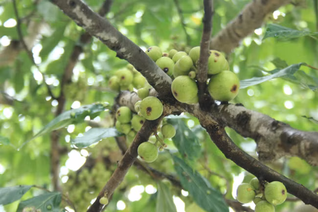 Người dân cho biết, loại sung này là sung nếp.