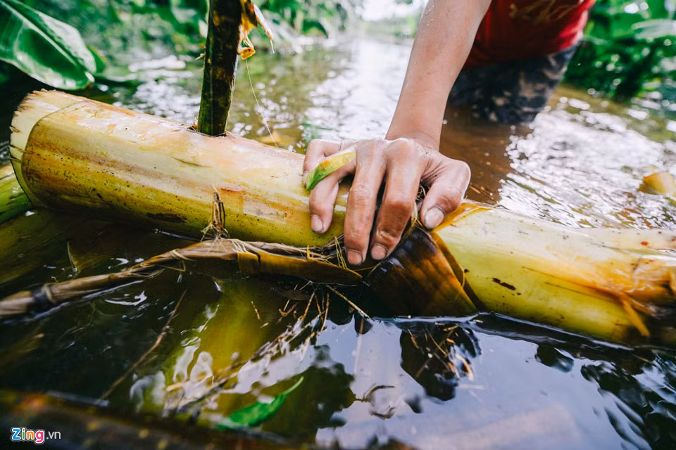 Những thân chuối to, còn tươi nguyên được Lương khéo léo tạo thành một chiếc bè trong vòng 20 phút, có sức chở 3 người lớn. Em dùng thêm một thân cây gỗ nhỏ để đẩy nước.