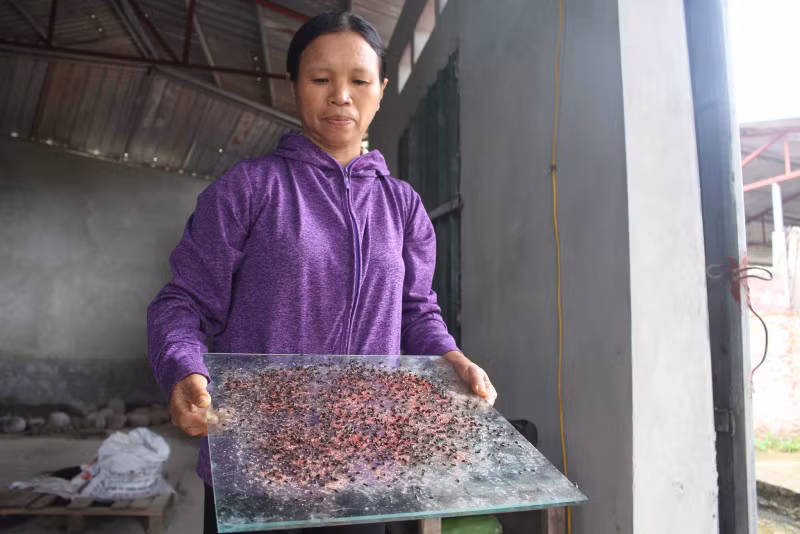 Thế nhưng, cũng không hạn chế được là bao nhiêu, vì cứ xử lý được xong đàn ruồi này lại có đàn ruồi khác bay tới.