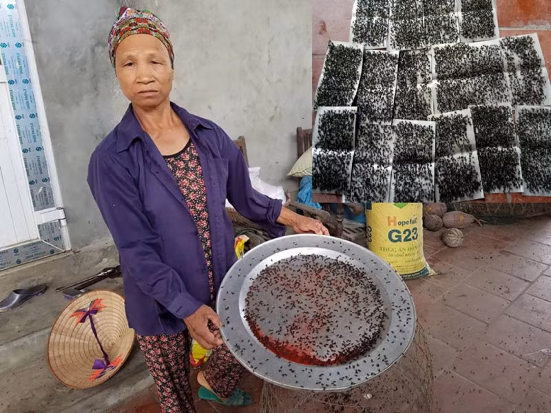 “Mấy ngày hôm nay gia đình tôi đã hốt cả mấy kg ruồi đi đổ rồi. Chỉ riêng ngày 18/7, cả ngày “thu hoạch” được gần 1kg ruồi