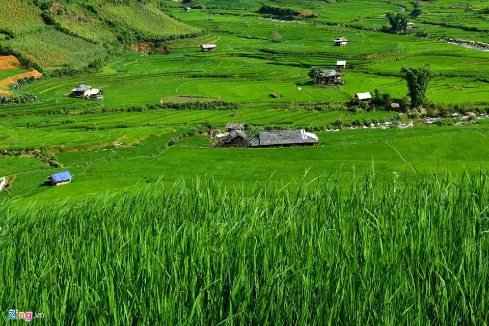 Không phải mùa nước đổ hay mùa vàng quen thuộc, nếu đi vào tháng 7, bạn sẽ được chứng kiến những thửa ruộng bậc thang với màu xanh ngút tầm mắt.