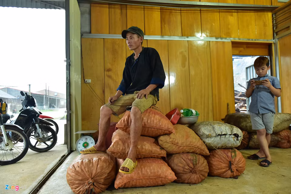 Do thảo quả mất mùa, giá đã tăng vọt từ 20.000 lên 50.000 đồng/kg. Tuy nhiên, do sản lượng giảm quá mạnh, thu nhập của người dân vẫn không được như xưa.