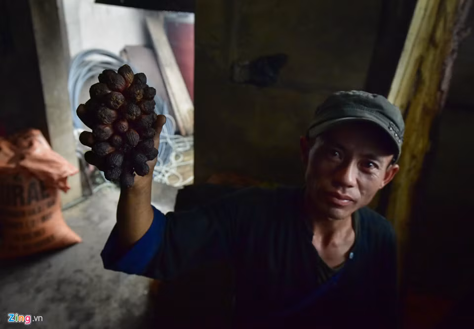 Trước đây, sản lượng thảo quả lớn, người dân sẽ làm chòi canh trong rừng. Khi đến tháng 10, thảo quả già, người dân sẽ hái cả chùm và sấy trước khi mang về.
