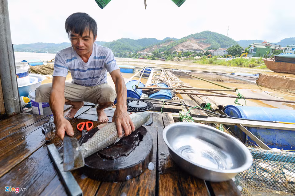 Anh em họ hàng của anh Hưng mấy ngày nay cùng “trực chiến” với gia đình, từ vớt cá chết đến mổ cá để bán theo yêu cầu của khách. “Bây giờ cụt hết vốn rồi, sau này chưa biết tái sản xuất kiểu gì nữa”, anh Hưng buồn rầu.