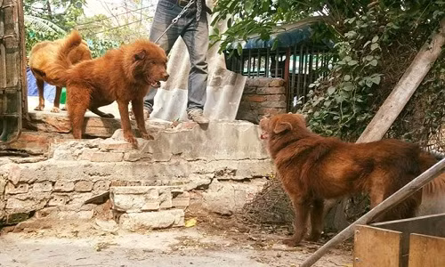 Giống chó Bắc Hà có lông xù màu đỏ quý hiếm