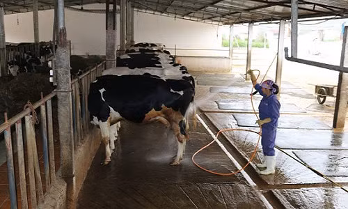 Mọi chất thải đều được xử lý một cách khoa học nhờ hệ thống khép kín trong khu chăn nuôi. Ảnh: I.T