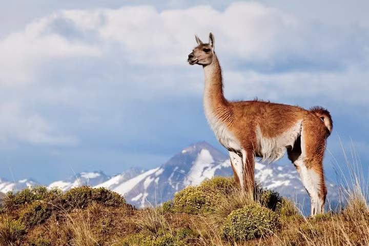 Vườn quốc gia Patagonia, Cộng hòa Chile là một trong những vườn quốc gia mới nhất của thế giới. Trước đó, đây là vùng đất tư được sở hữu bởi tổ chức Tompkins Conservation, tổ chức này được thành lập bởi Doug Tompkins, nhà sáng lập hãng thời trang The North Face, cùng với vợ của mình, Kristine McDivitt Tompkins.