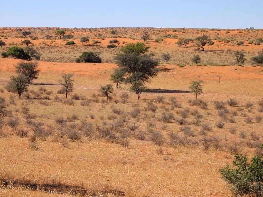 Vào mùa hè, nhiệt độ ban ngày tại sa mạc Kalahari trung bình khoảng 40 độ C và có thể cao hơn. Tuy nhiên, khi mùa đông đến, nhiệt độ ở Kalahari có thể giảm xuống dưới 0 độ C.