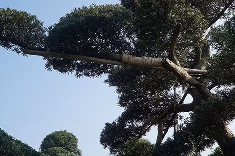Để mua được một cây tùng la hán ưng ý có khi phải thương lượng hàng tháng thậm chí vài năm người chủ Nhật Bản mới bán, ngoài ra còn phải cạnh tranh với rất nhiều người mua khác. (Ảnh: CAND)