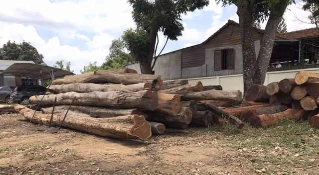 Gỗ tang vật bắt của Phượng "râu" tại trụ sở Hạt kiểm lâm Cư Jut - Ảnh: TRUNG TÂN