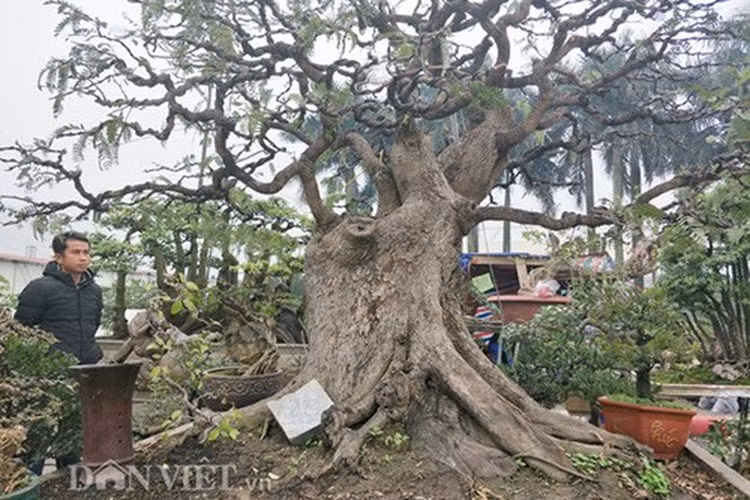 Còn cây me này của một chủ vườn ở Đồng Nai đang thu hút nhiều khách tới tham quan và hỏi mua. (Ảnh: Danviet)