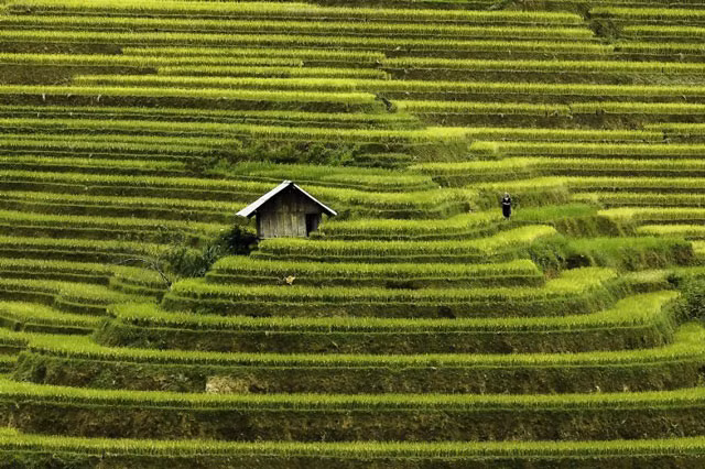 Ruộng bậc thang ở Mù Cang Chải.