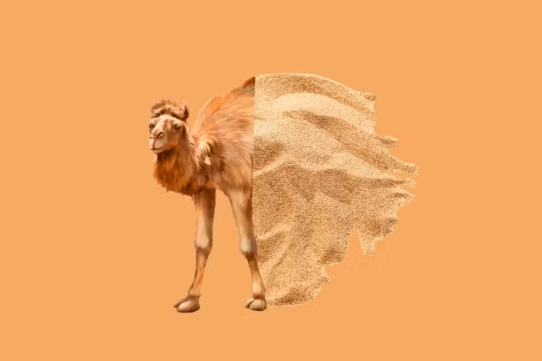 Một sự thật thú vị mà con người cứ ngỡ là trò đùa chính là chỉ có 1/4 sa mạc Sahara là cát. Phần còn lại là các ngọn núi, ốc đảo, sỏi...