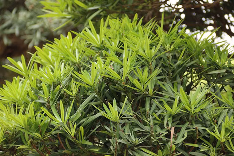 Tán lá đều, đối xứng đẹp mắt. (Ảnh: Dân trí)