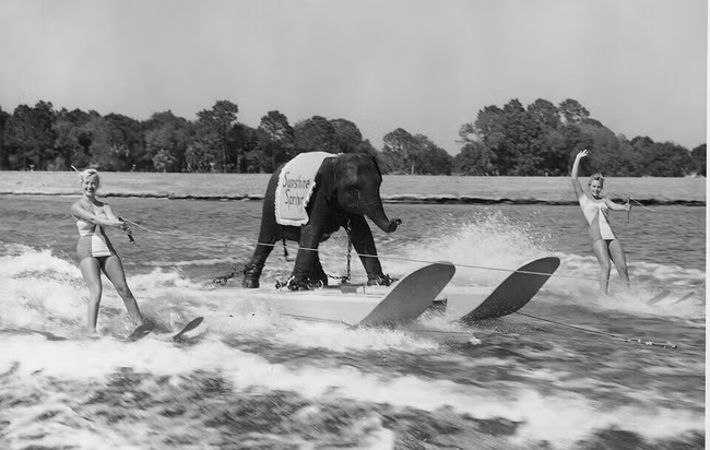 Một con voi có trải nghiệm lướt sóng thú vị cùng với những cô gái xinh đẹp năm 1950.